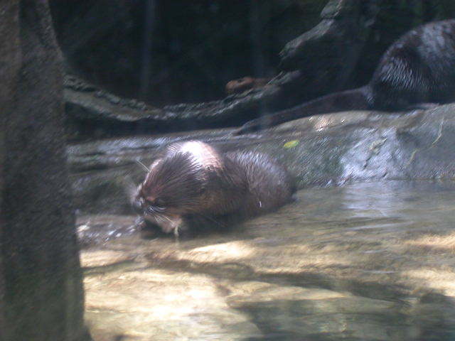 CHS Aquarium