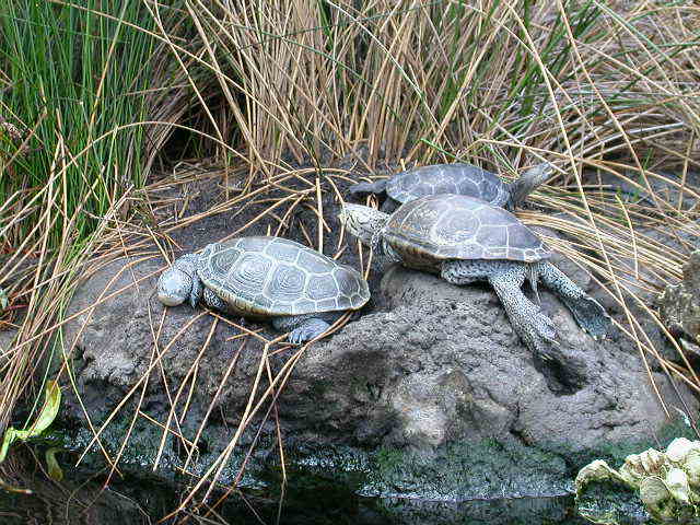 CHS Aquarium