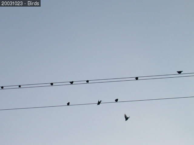 Birds