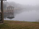 Ducks on foggy lake