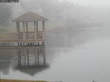 Ducks on foggy lake