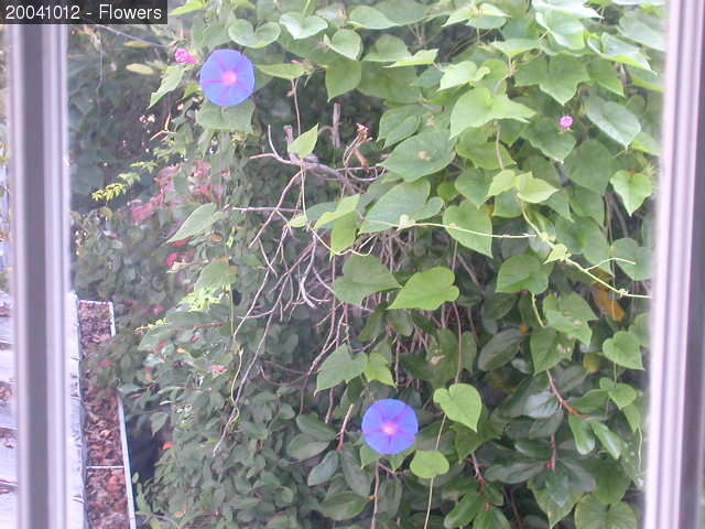 Purple flowers outside window