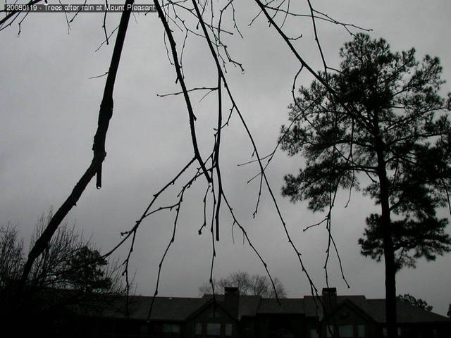 Trees after rain