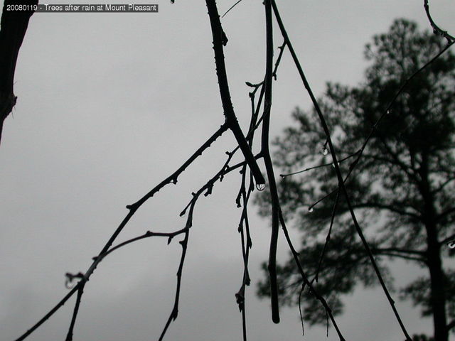 Trees after rain