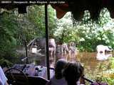 Jungle cruise