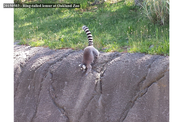 Ring-tailed lemur